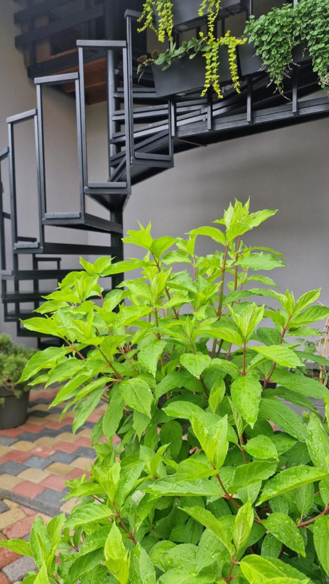 Rasos Vila パランガ 部屋 写真